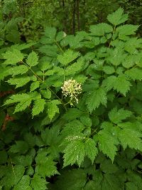 Actaea rubra image