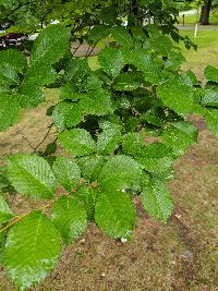 Ulmus americana image