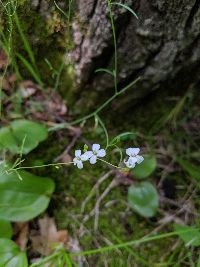 Arabidopsis lyrata image