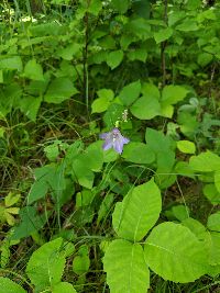Campanula rotundifolia image