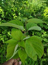 Cornus rugosa image