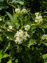 Cornus sericea image