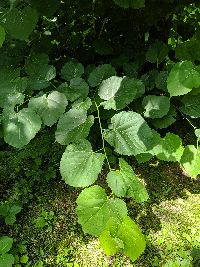 Tilia americana image