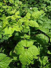Rubus allegheniensis image