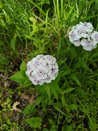 Image of Dianthus barbatus