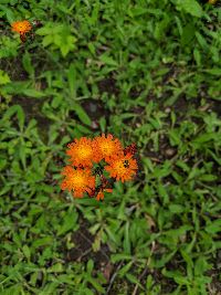 Hieracium aurantiacum image