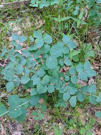 Symphoricarpos albus image