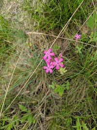 Phlox pilosa image