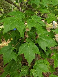Acer rubrum image