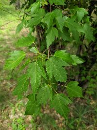 Acer ginnala image
