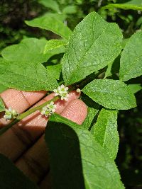Ilex verticillata image
