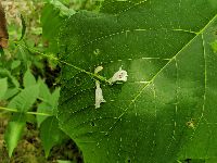 Penstemon gracilis image