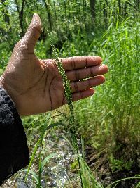Agrostis stolonifera image