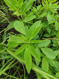 Desmodium canadense image