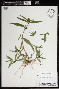 Bidens cernua image