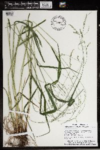 Festuca subverticillata image