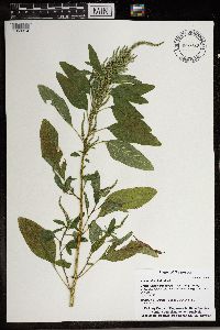 Amaranthus hybridus image