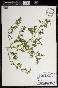 Amaranthus tuberculatus image