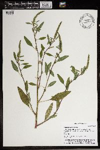 Amaranthus hybridus image