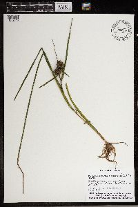 Sparganium glomeratum image