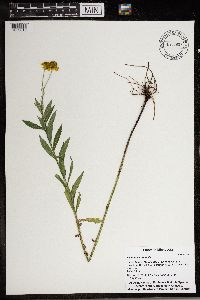 Helenium autumnale image