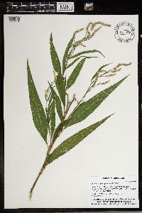 Persicaria lapathifolia image