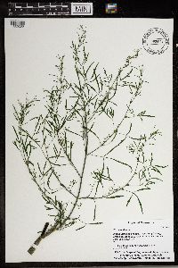 Cicuta bulbifera image