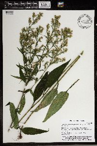 Symphyotrichum urophyllum image