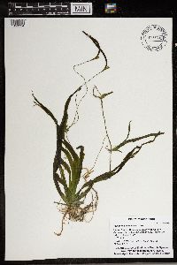 Vallisneria americana image