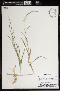 Muhlenbergia frondosa image