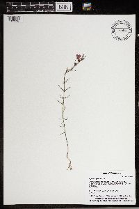 Agalinis purpurea var. parviflora image