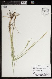 Elymus repens image