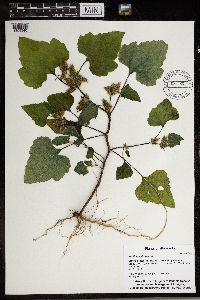 Xanthium strumarium image