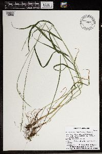 Festuca subverticillata image