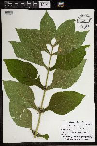 Triosteum perfoliatum image