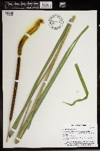 Typha x glauca image