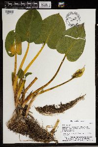 Calla palustris image