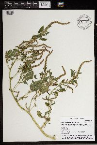 Amaranthus tuberculatus image