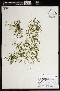 Lemna trisulca image