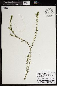 Elodea canadensis image