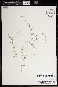 Stellaria longifolia image
