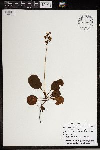 Pyrola elliptica image