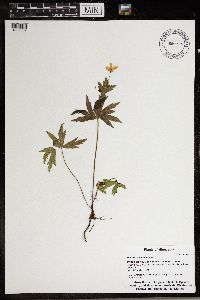 Anemone canadensis image