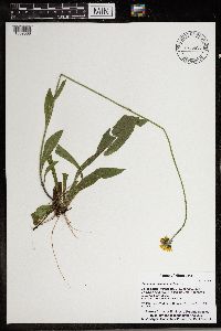 Hieracium caespitosum image