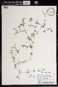 Galium tinctorium image