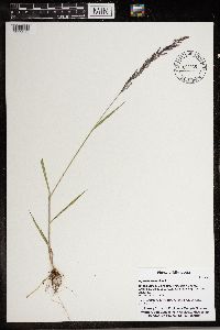 Agrostis gigantea image