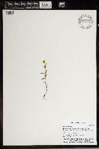 Bidens cernua image