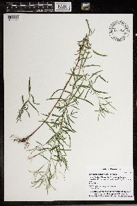 Epilobium leptophyllum image