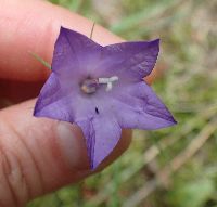 Campanula rotundifolia image