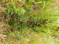 Juniperus virginiana image